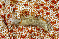 Elysia ornata (Ornate Sapsucking Slug)
