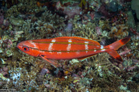Pterocaesio digramma (Double-Lined Fusilier)