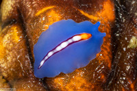 Pseudoceros liparus (Racing Stripe Flatworm)
