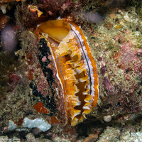 Spondylus varius (Variable Thorny Oyster)