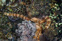 Mithrodia clavigera (Old Club Sea Star)