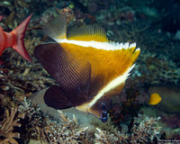 Heniochus varius (Humphead Bannerfish)
