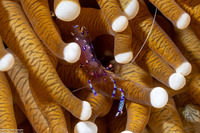 Ancylomenes sarasvati (Sarasvati Anemone Shrimp)