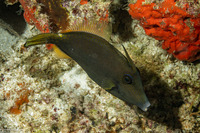 Cantherhines pardalis (Wirenet Filefish)