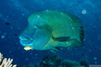 Cheilinus undulatus (Humphead Wrasse)