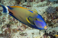 Acanthurus fowleri (Blackspine Surgeonfish)