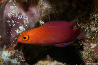 Cypho zaps (Checkered Dottyback)