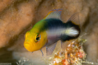 Pseudochromis bitaeniatus (Two-Lined Dottyback)