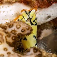 Pseudoceros scintillatus (Brilliant Flatworm)