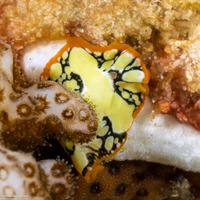 Pseudoceros scintillatus (Brilliant Flatworm)