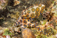 Hapalochlaena lunulata (Blue-Ringed Octopus)