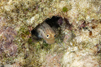 Ecsenius stictus (Spotted Coralblenny)
