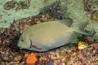Siganus punctatus (Gold-Spotted Rabbitfish)
