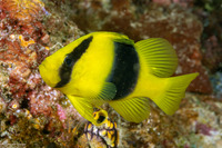 Diploprion bifasciatum (Doublebanded Soapfish)