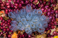 Clavelina moluccensis (Clavelina Moluccensis)