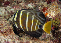 Zebrasoma veliferum (Pacific Sailfin Tang)