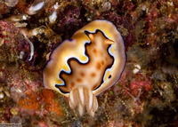Goniobranchus coi (Co's Chromodoris)