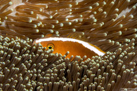 Amphiprion sandaracinos (Orange Anemonefish)