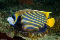 Pomacanthus imperator (Emperor Angelfish)