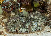 Heteractis aurora (Beaded Sea Anemone)