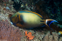 Acanthurus bariene (Roundspot Surgeonfish)