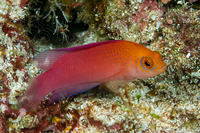 Cypho zaps (Checkered Dottyback)
