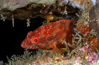 Cephalopholis leopardus (Leopard Grouper)