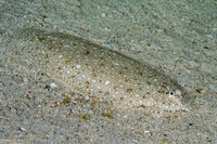 Pardachirus pavoninus (Peacock Sole)