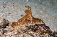 Ceratosoma tenue (Many-Lobed Ceratosoma)