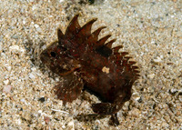 Paracentropogon longispinis (Longspine Waspfish)