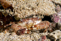 Monomia cf. petrea (Red Monomia)