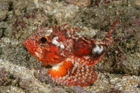 Richardsonichthys leucogaster (Whiteface Waspfish)