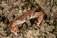 Monomia cf. petrea (Red Monomia)