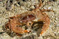 Monomia cf. petrea (Red Monomia)