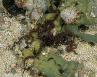 Macrophiothrix nereidina (Sea Nymph Brittle Star)