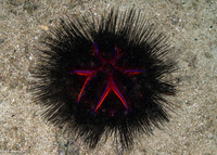 Astropyga radiata (Radiant Sea Urchin)