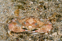 Monomia gladiator (Gladiator Swimming Crab)