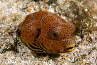 Arothron stellatus (Star Puffer)