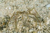 Achaeus sp.1 (Achaeus sp.1)