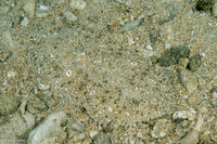 Pardachirus pavoninus (Peacock Sole)