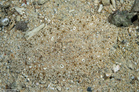 Pardachirus pavoninus (Peacock Sole)