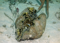 Tridacna derasa (Smooth Giant Clam)