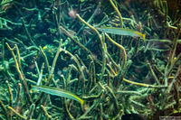 Sphyraena obtusata (Obtuse Barracuda)