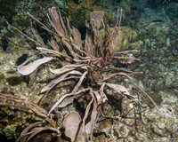 Phyllospongia papyracea (Phyllospongia Papyracea)