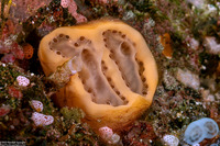 Eudistoma sp.2 (Eudistoma sp.2)