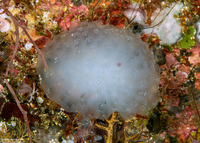 Sigillina sp.1 (Sigillina sp.1)