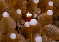 Cuapetes kororensis (Mushroom Coral Shrimp)