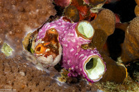 Didemnum membranaceum (Didemnum Membranaceum)