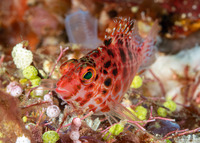 Cirrhitichthys oxycephalus (Pixy Hawkfish)