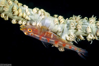 Bryaninops yongei (Wire Coral Goby)